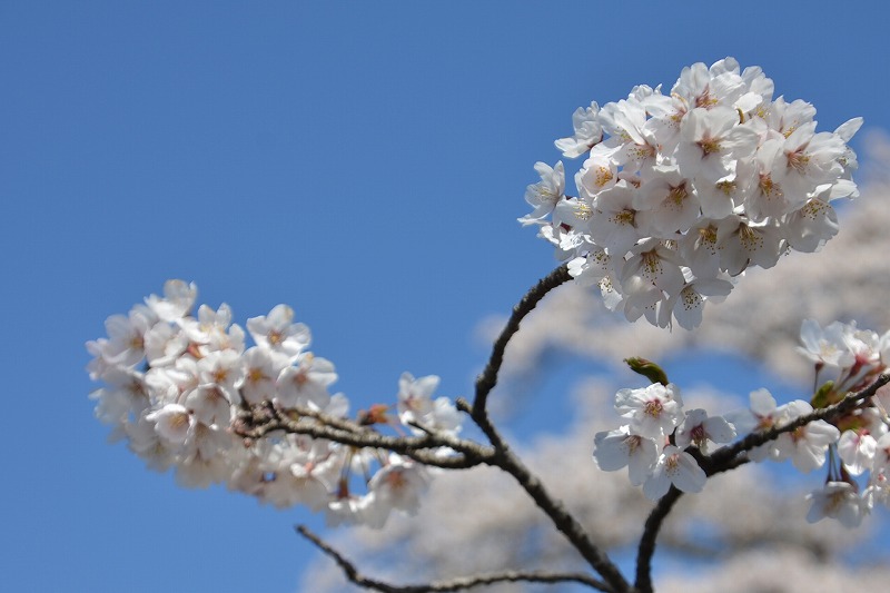 桜は・・・まだまだ満開でした(^O^)／