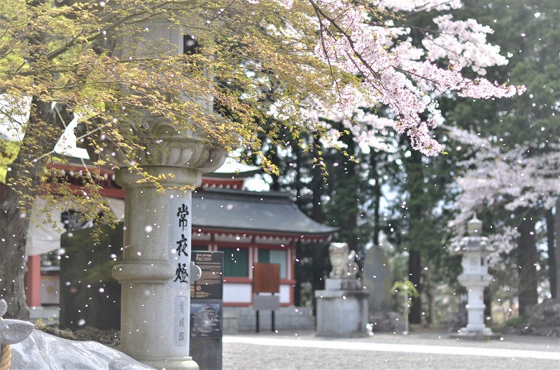 桜・・・見納めですね(#^^#)